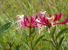 lonicera belgica