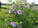 hibiscus syriacus