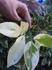 Calamondin variegat