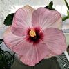 Tahitian Purple Gem