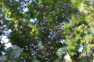 Thalictrum Delavayi