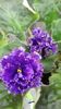 Purple Passion