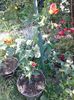 Abutilon portocaliu