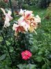 20180715_135348[1]