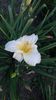 H edelweiss