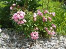 Heavenly Pink