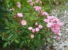 Heavenly Pink