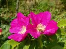 rosa rugosa Rubra