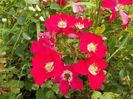 Candia Meillandecor