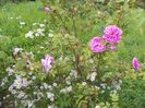 Autumn Damask