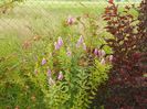 spiraea billardii Triumphans