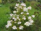 hydrangea paniculata Phantom