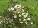 hydrangea paniculata Phantom