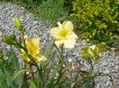 hemerocallis Yazoo Elsie Hintson