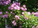 Veilchenblau