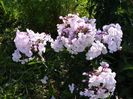 Phlox Monica Lynden Bell