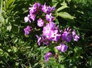 Phlox Adessa Purple Star