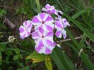 Phlox Adessa Lilac Twist