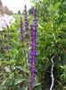 Salvia Caradonna