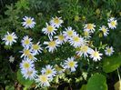 Kalimeris pinnatifida Hortensis