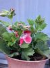 IMG-20180716-WA0046