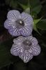 Flori de Sinningia gerdtidiana - poza preluata de pe net