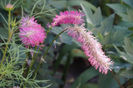 Sanguisorba