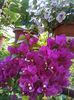 Bougainvillea Vera Depp Purple