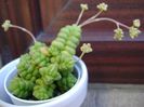 Crassula marchandii