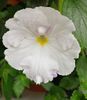 White Glory