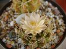 Gymnocalycium damsii v. tucavocense, 2 ex.