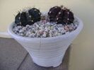 Gymnocalycium friedrichii, 2 ex.