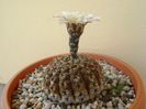 Gymnocalycium obductum
