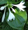 Hosta_plantaginea 6 lei