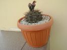 Gymnocalycium ochoterenae v. cinereum