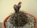 Gymnocalycium ochoterenae v. cinereum