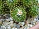 Mammillaria crinita ssp. painteri