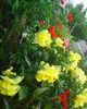 Nuovo_1_Photo8860