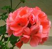 Nuovo_1_Photo8862
