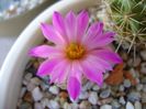 Escobaria minima (nellieae)
