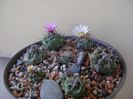 Grup de 7 Turbinicarpus