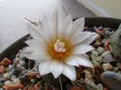 Turbinicarpus macrochele v. kupcakii