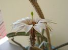 Wilcoxia leucantha albiflora