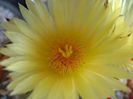 Astrophytum myriostigma