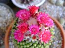 Mammillaria polythele cv. Stachellos