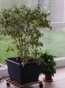 Ficus Benjamin Kinki variegat