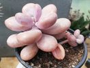 Graptopetalum amethystinum