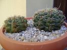 Gymnocalycium baldianum, 2 ex.