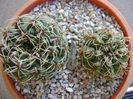 Gymnocalycium baldianum, 2 ex.