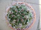 Gymnocalycium saglionis longispinus